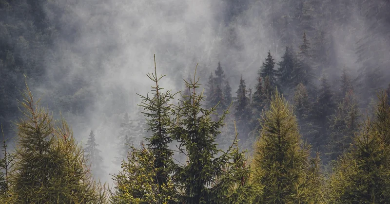 Sept forêts françaises qui valent le détour — avec mes notes de terrain